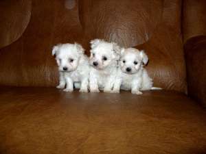 pui bichon maltese originali