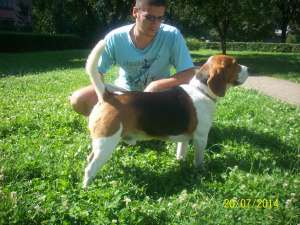 Mascul beagle tricolor