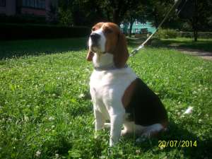 Mascul beagle tricolor