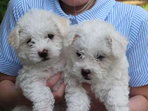 bichon maltez albi 500 ron