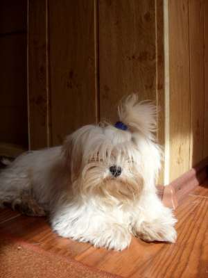 pui de bichon maltese toy