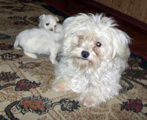 pui de bichon maltese toy