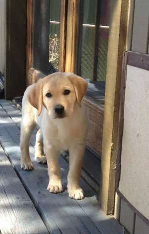 caine pierdut labrador gold retriever