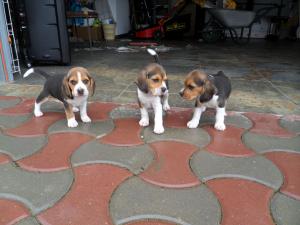 Vand catei Beagle