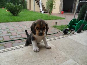 Vand catei Beagle