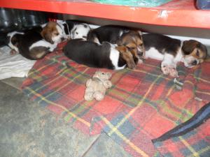 Vand catei Beagle