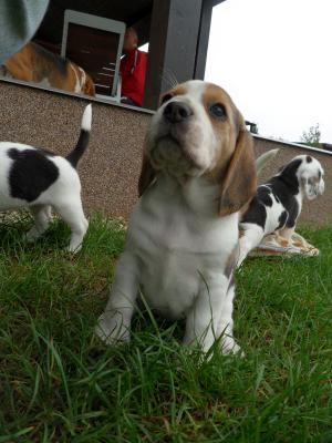 Vand catei Beagle