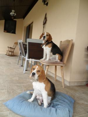 Vand catei Beagle