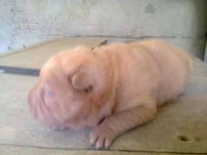 shar pei talie mica baieti si fete