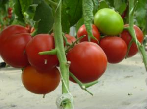 Tomate AMATI F1-100 sem