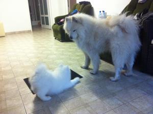 pui mascul de samoyed