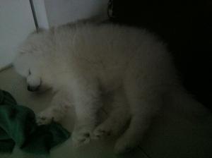 pui mascul de samoyed