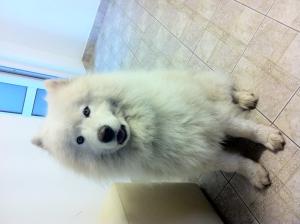 pui mascul de samoyed