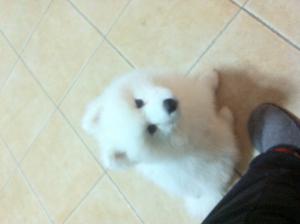 pui mascul de samoyed