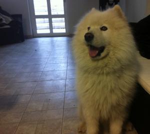 pui mascul de samoyed