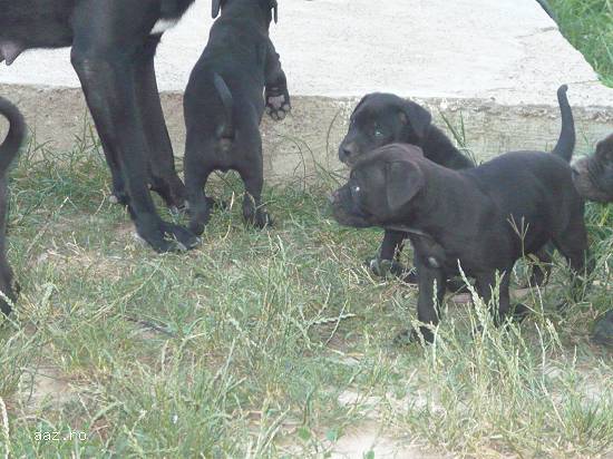 vand pui cane corso