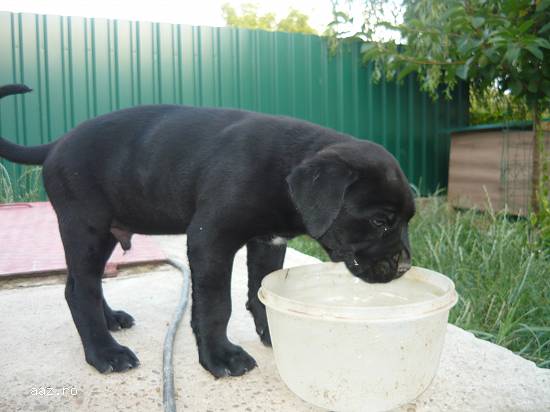 vand pui cane corso