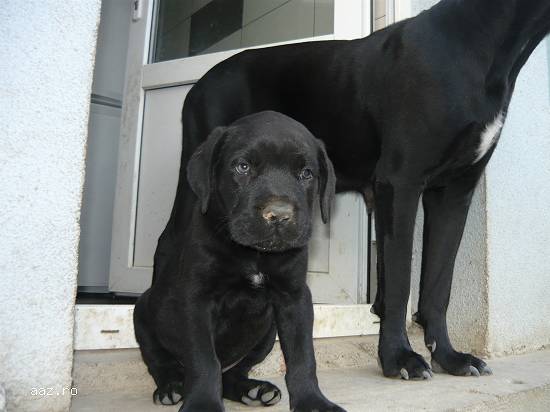 vand pui cane corso