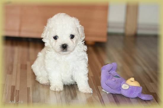 Catelusi Bichon Bolognese