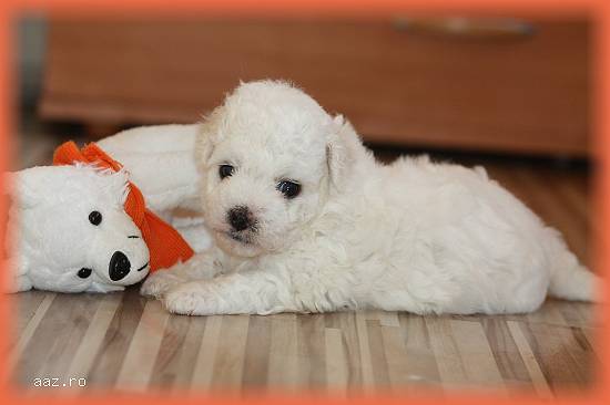 Catelusi Bichon Bolognese