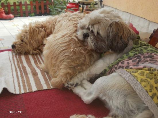 Pensiune canina in Deva,   Simeria,   Hunedoara ,   imprejurimi