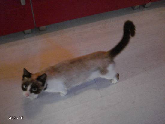 Urgent! Pisici Snowshoe, rasa deosebita, de vanzare. Pret simbolic!