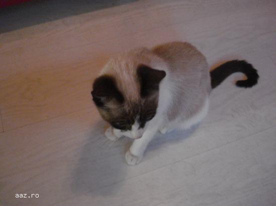 Urgent! Pisici Snowshoe, rasa deosebita, de vanzare. Pret simbolic!