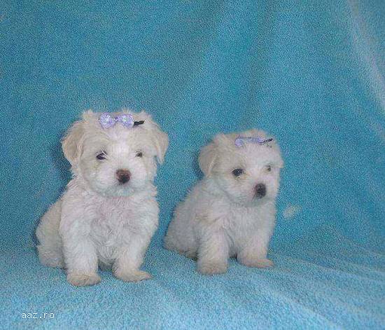 Bichon Maltese de vanzare alb