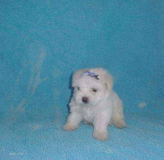 Bichon Maltese de vanzare alb