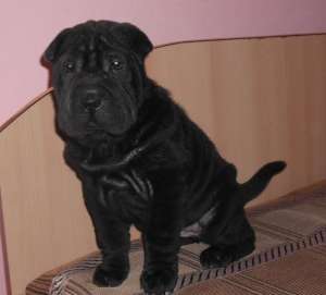 VAND PUI SHAR PEI NEGRU