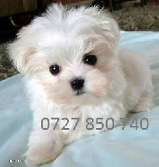 Bichon Maltesse Toys