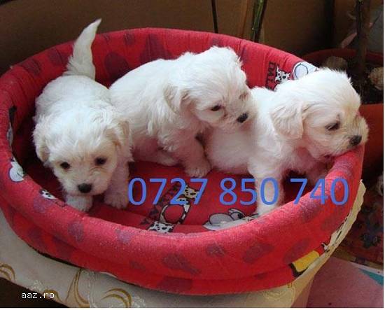 Bichon Maltesse Toys