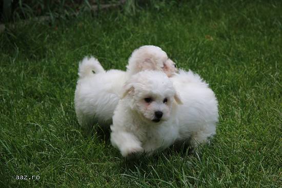 BICHON FRISE  FCI