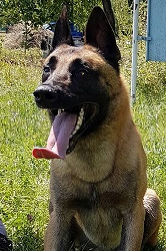 pui de malinois ciobanesc belgian de vinzare!