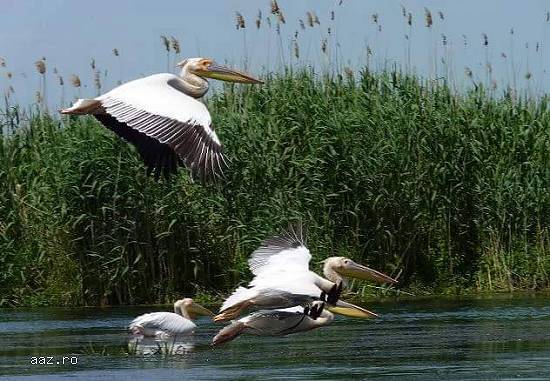 Descopera o alta lume departe de aglomeratia urbana: DELTA DUNARII!