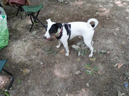 Caut femela Jack Russell Terrier pentru imperechere