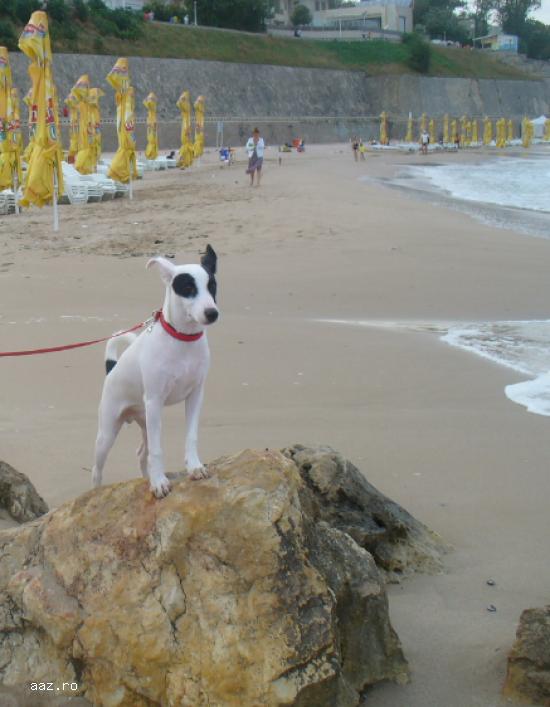 Caut femela Jack Russell Terrier pentru imperechere