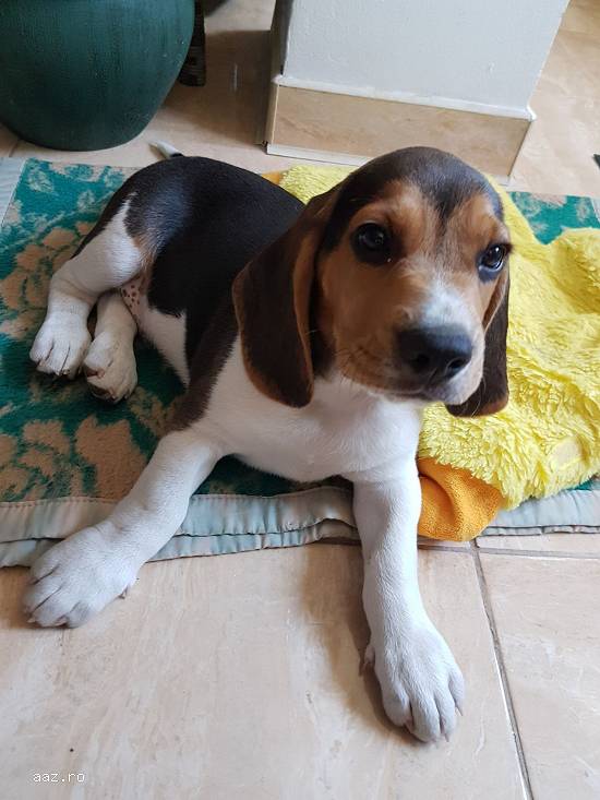 Beagle 3 luni vaccinat