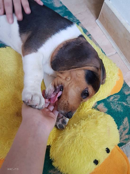 Beagle 3 luni vaccinat