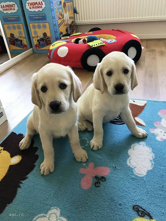 Golden Retriever Puppies