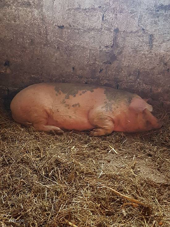 vand porci rasa de carne( duroc si rasa pietrain),   sau de mangalita,  