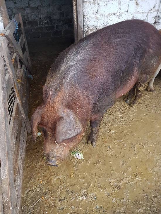 vand 7 porci duroc intre 80-150 kg si 2 porci mari