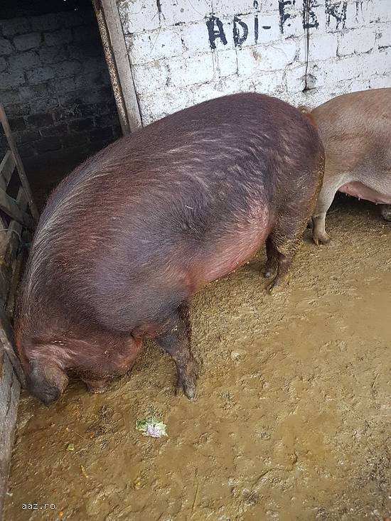 vand 7 porci duroc intre 80-150 kg si mari  180-300kg.