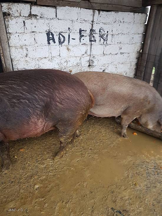 vand 7 porci duroc intre 80-150 kg si mari  180-300kg.