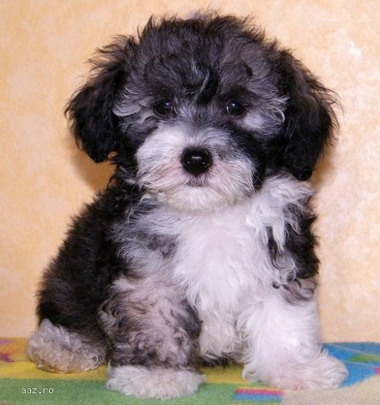 VAND CAINI BICHON  HAVANESE BUCURESTI