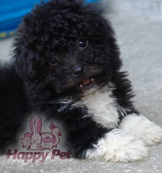 VAND CAINI BICHON  HAVANESE BUCURESTI