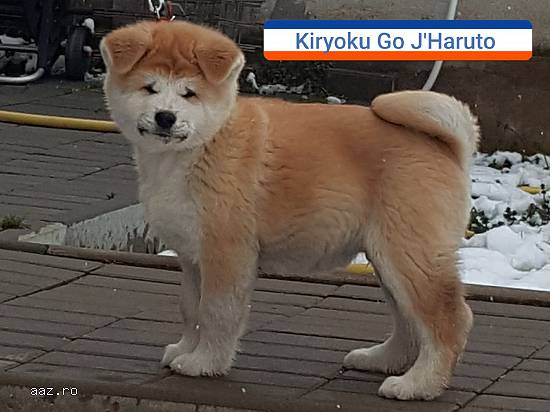 Pui akita inu