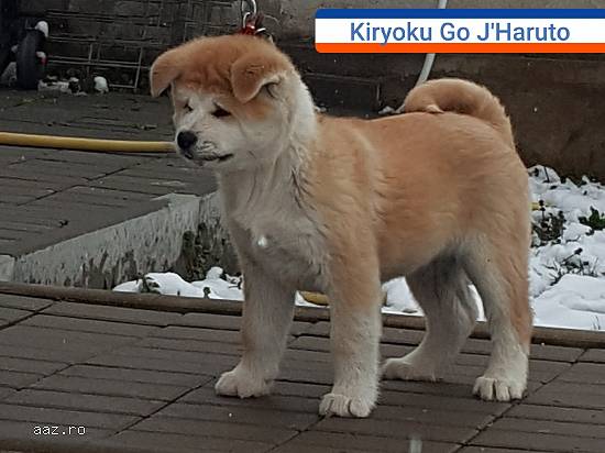 Pui akita inu