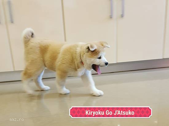 Pui akita inu