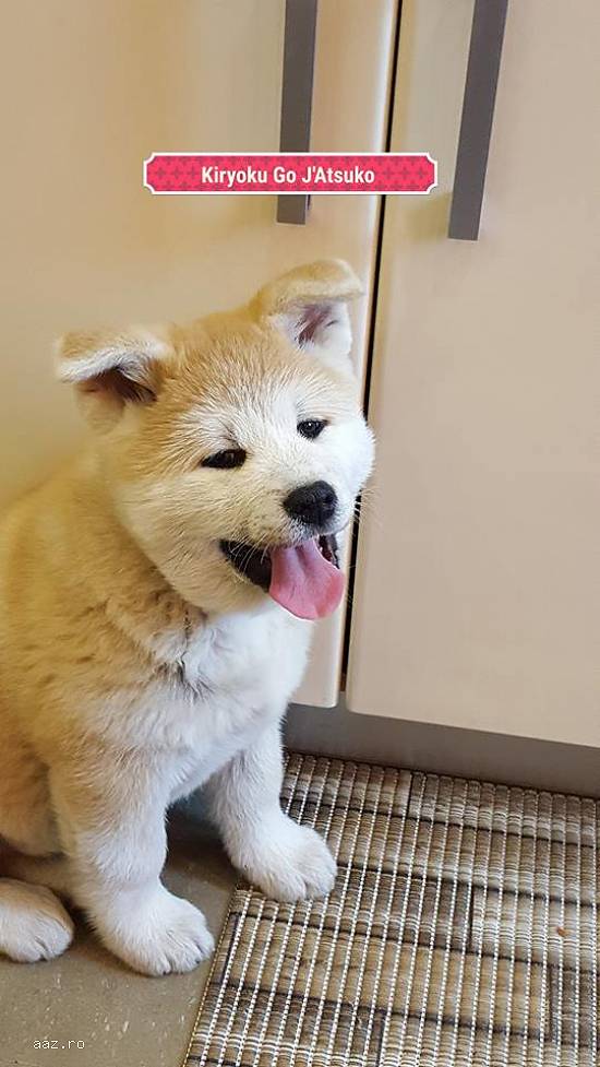 Pui akita inu